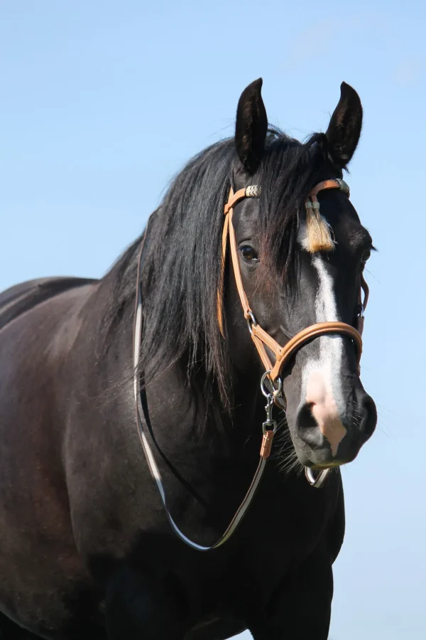 fra F.R.A. Freedom Riding Articles Shango sidepull (system 3) western-utseende, lær* Western | Hodelag & Nesereimer