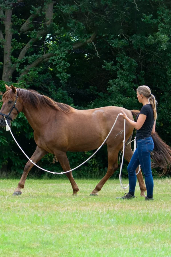 fra F.R.A. Freedom Riding Articles Flinn Treningstau i bomull, 820 cm* Longeringsliner Og Doble Longeringsliner | Longeringsliner Og Doble Longeringsliner