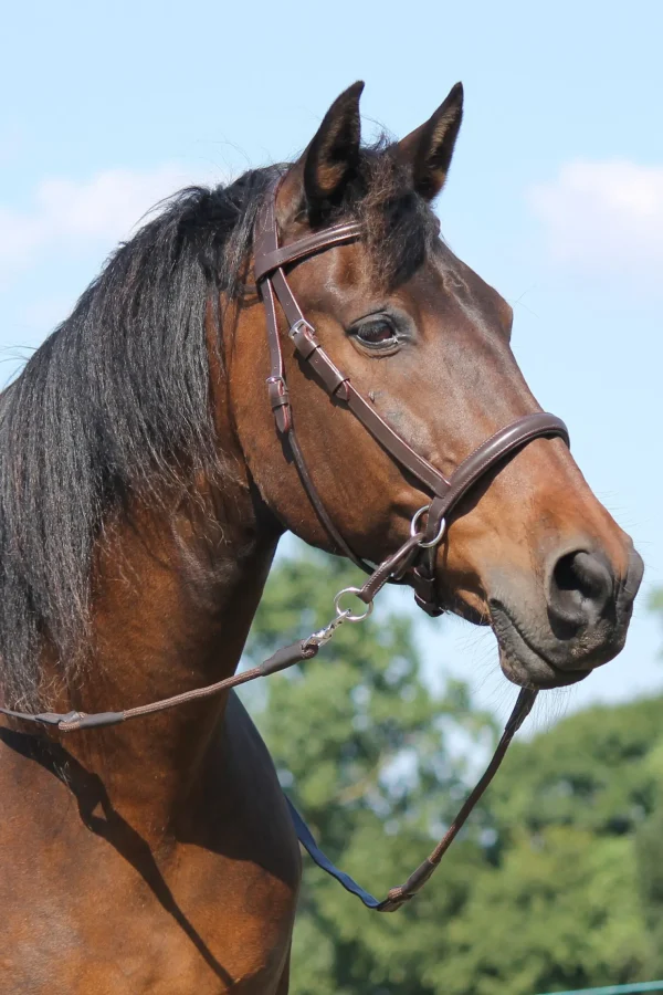 fra F.R.A. Freedom Riding Articles El Camin bittless bridle (system 5) med myke tøyler* Hodelag & Nesereimer