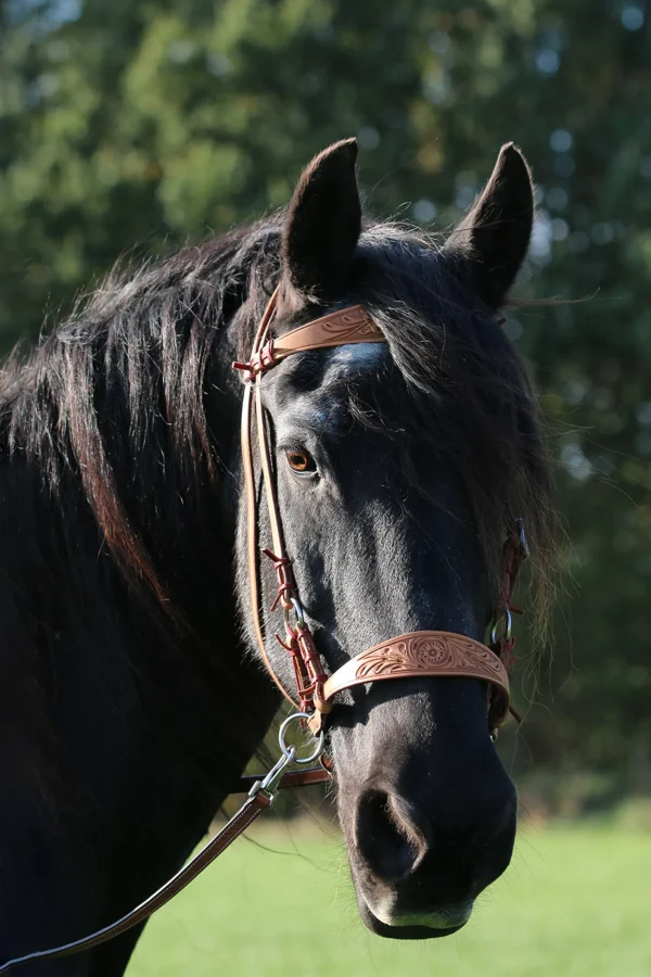 fra F.R.A. Freedom Riding Articles Diego bitless bridle* Western | Hodelag & Nesereimer