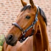 horseware Signature Show Halter* Grimer