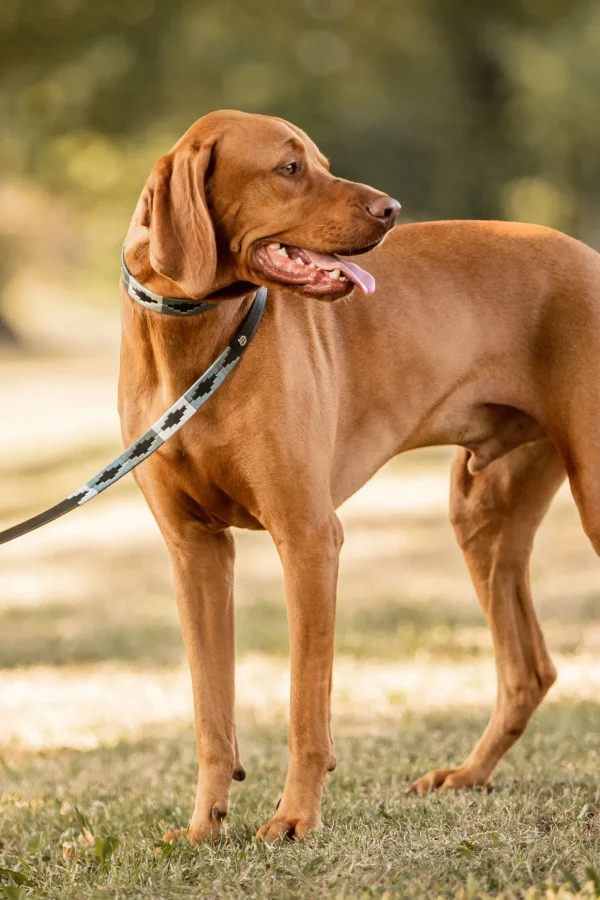 horze Polo hundekobbel* Hundebånd