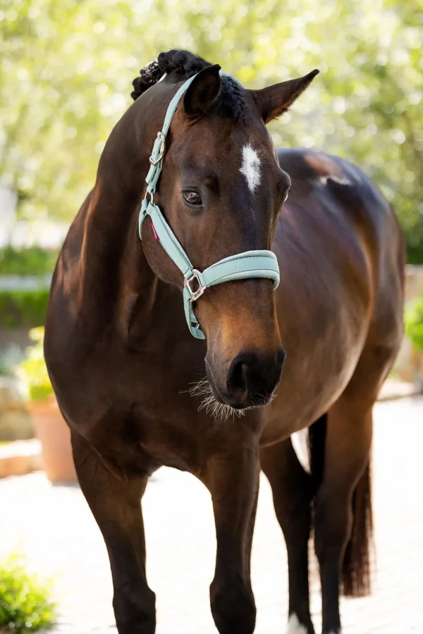 lemieux Versailles Halter* Grimer